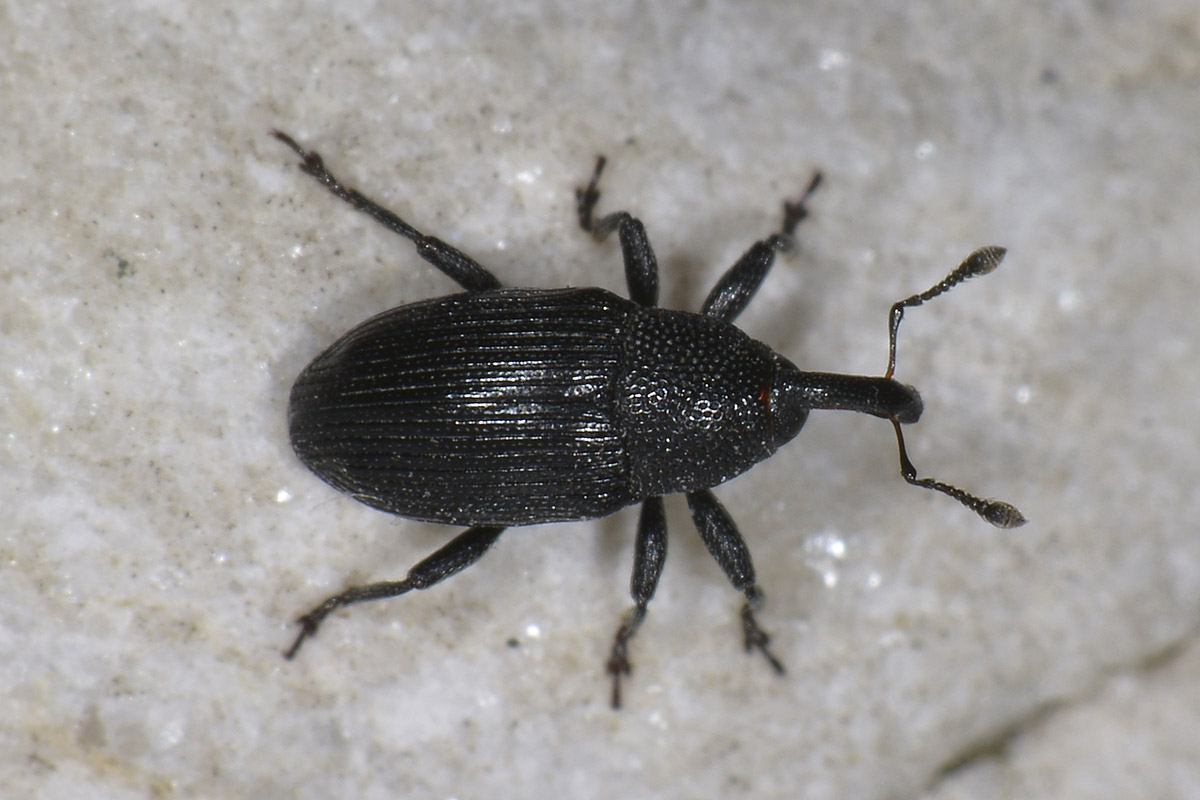 Baris artemisiae - Curculionidae